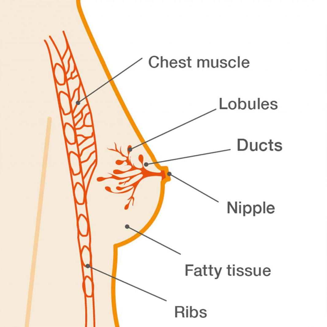 Side-view diagram of a breast