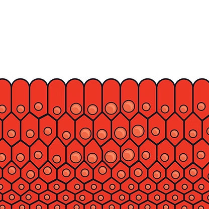 Normal cells
